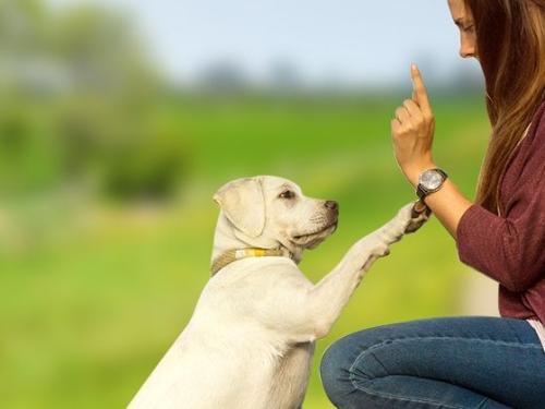 Dog Education - How to Properly Train Your Dog